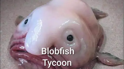 Blob fish tycoon game cover