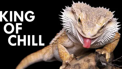 Level up the lizard game cover