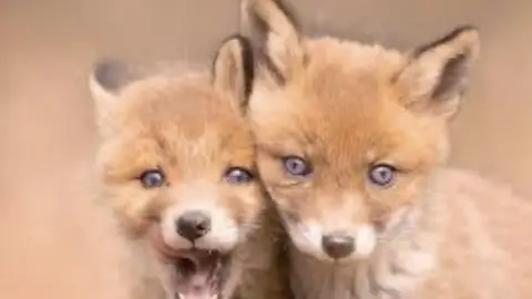 Fox rng game cover