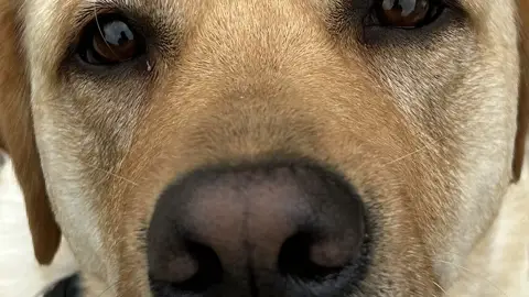 +1 Bark Per Click game cover