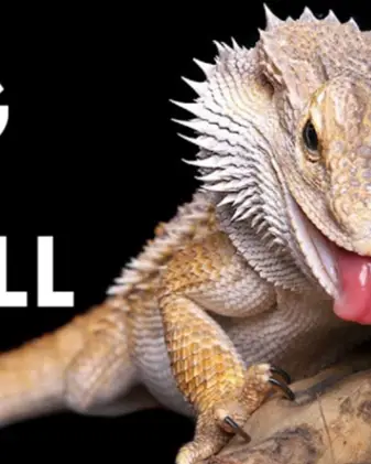 Level up the lizard game thumbnail