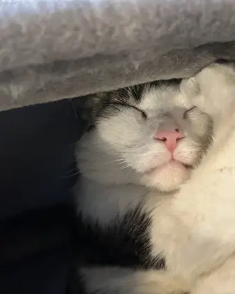 Kitty game thumbnail