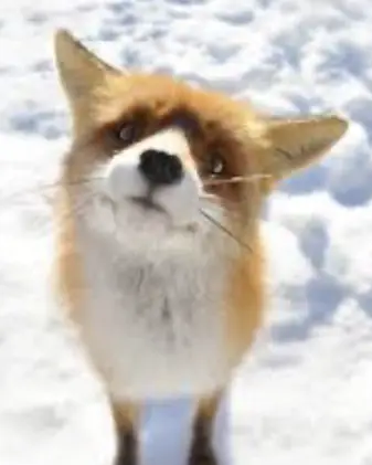 Fox rng game thumbnail