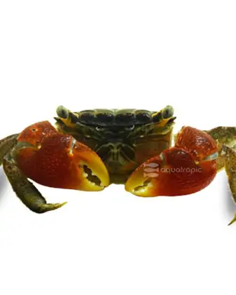 CRABHUNT game thumbnail