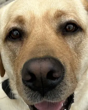 +1 Bark Per Click game thumbnail