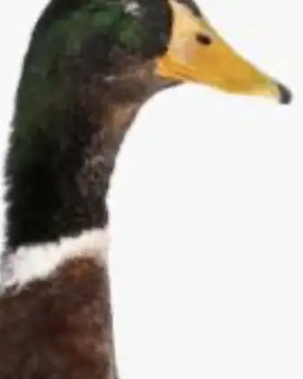 Duck battles game thumbnail